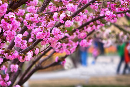 Peach bloom