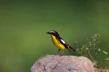 Ficedula zanthopygiaの写真素材