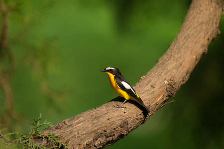 Ficedula zanthopygiaの写真素材