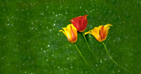 tulipsの写真素材