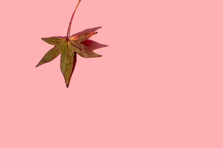 green and red leaf from the tree on pink background. Autumn mood.の写真素材