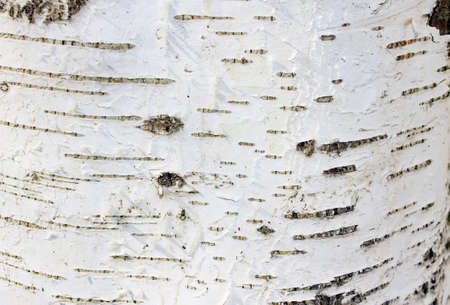 white with black background texture bark tree birchの写真素材