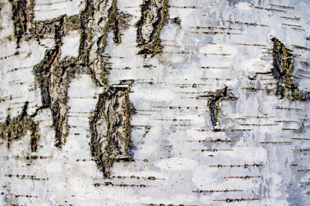 white with black background texture bark tree birchの写真素材