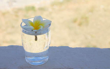 a transparent glass with water and flower bud of white and yellow lilavadi stands in the foreground on a concrete surfaceの写真素材