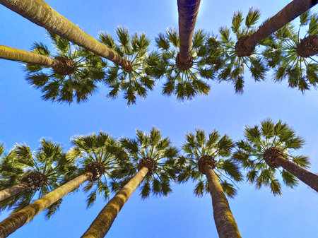 perspective of palm trees against a blue sky