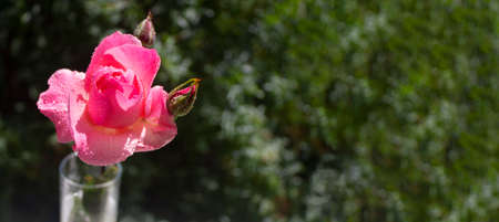 Pink bush rose against the background of the green gardenの写真素材