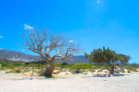 Picturesque Lone dead dry tree and rocks on the coast of the tropical island. Global warming concept, dry tree in the sea. Wallpapers or background.の写真素材