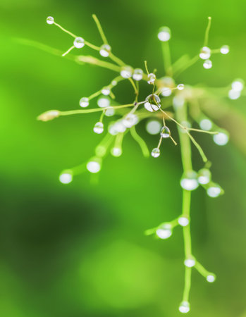 Grass covered with dew on the tip of the grass