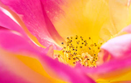 Chinese roseの写真素材