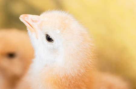 A cute chickenの写真素材