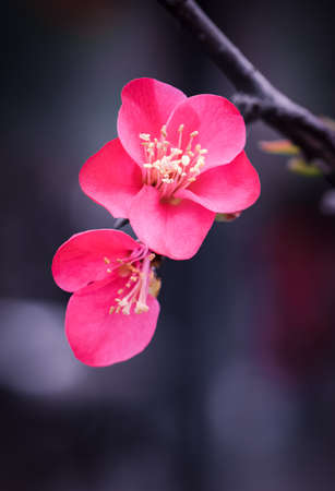 Chinese Quinceの写真素材