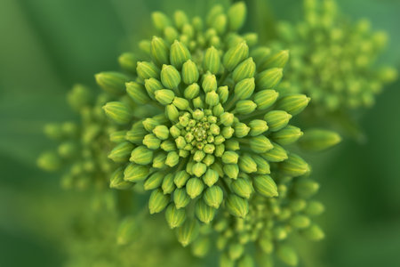 Close up of green flower with blurred background. Shallow depth of field.の写真素材