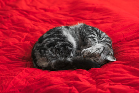 Cute tabby kitten sleeping on red bedding. Animal concept On the afternoon of February 14, the third day of the first lunar month, I went to the bedroom on the second floor alone. The warm sunlight shone through the window onto the quilt, and the cat at home was lying on it without any scruples. It opened its eyes lazily, glanced at me, and then continued to sleep. I drew the curtains to soften the light and recorded this leisurely scene.の写真素材