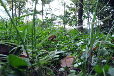Weed and grassesの写真素材