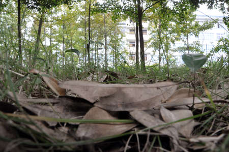 Fallen leavesの写真素材
