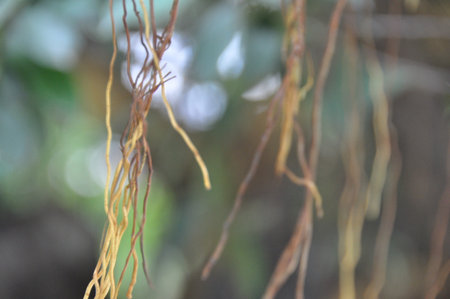 close up of roots