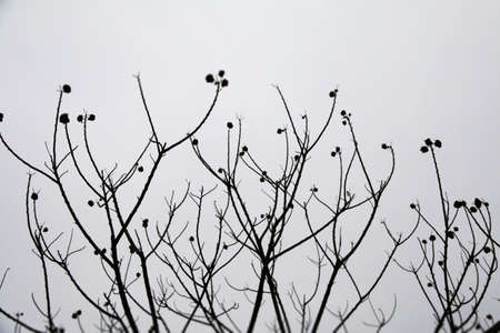 Plantの写真素材