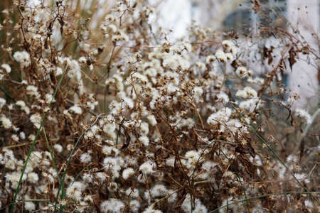 Dandelionの写真素材