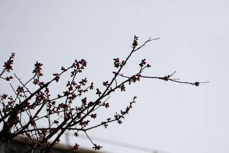 Branchesの写真素材