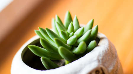 Green succulent plantsの写真素材