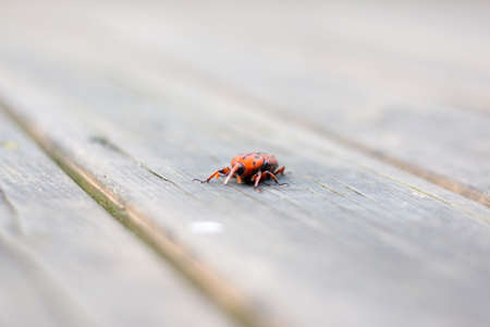 insect on the floorの写真素材