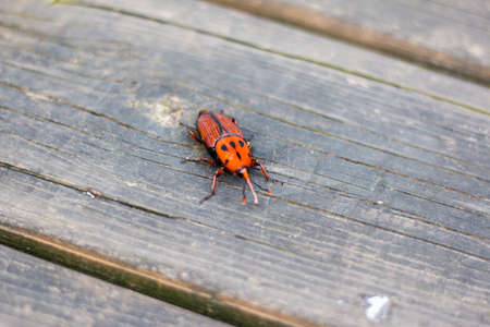insect on the floorの写真素材