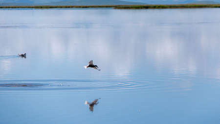 Birds on the lakeの写真素材