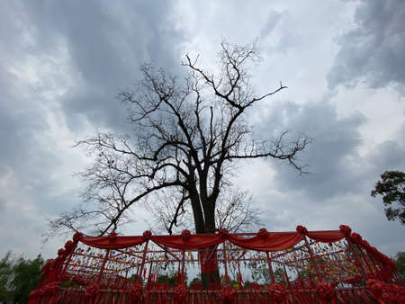 Thousand-year treeの写真素材