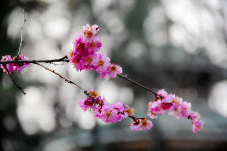Peach blossomの写真素材