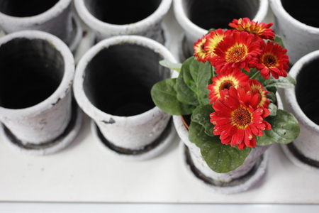 Flowers and potsの写真素材