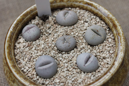 plants