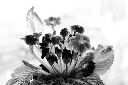 Backlighting flowersの写真素材