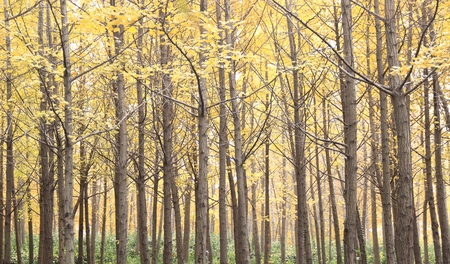 forest at autumnの写真素材