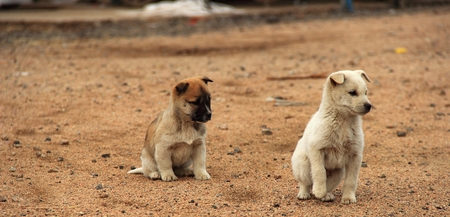 The dogs at beachの写真素材