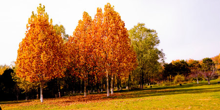 autumn scenery