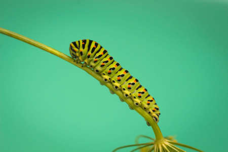Swallowtail caterpillar with green backgroundの写真素材