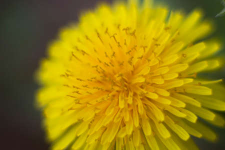 Yellow dandelion in the gardenの写真素材