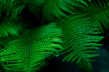 Green ferns in the natureの写真素材