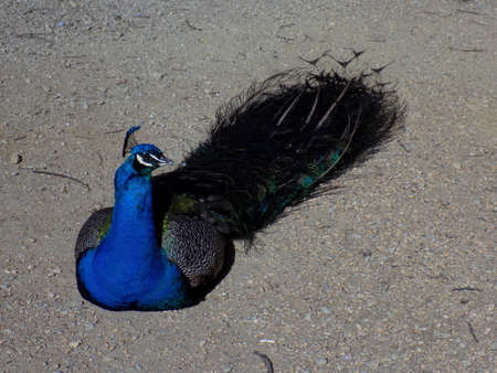 Peacock sittingの写真素材