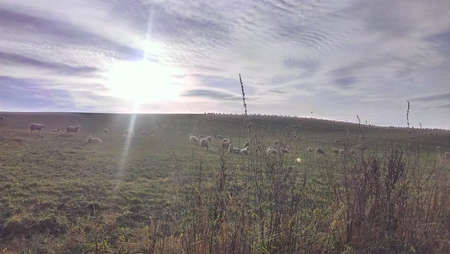 Sheep grazing on a meadowの写真素材