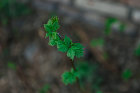 Green leaves of a young maple close up view from above