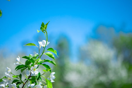 Apple branches on a background of green trees with space for text. Blooming Apple tree in the...
