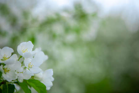Apple branches on a background of green trees with space for text. Blooming Apple tree in the garden. Copy space.の写真素材
