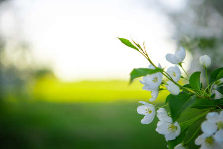 Apple branches on a background of green trees with space for text. Blooming Apple tree in the garden. Copy space.の写真素材