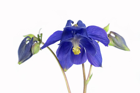 Blue columbine flowers isolated over white.の写真素材