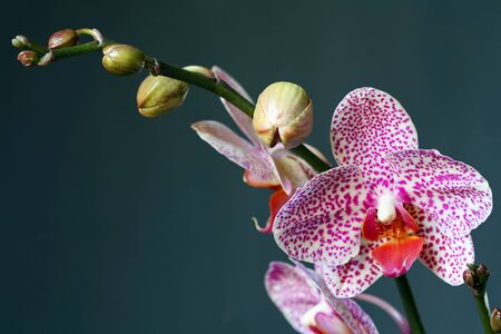 Orchid phalaenopsis in bud and bloom.の写真素材