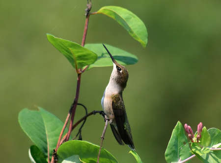 Hummingbird at rest on honeysuckle vine.の写真素材