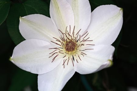 White clematis flower isolated over a black background.の写真素材