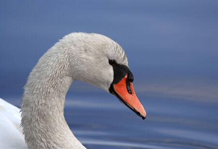 Close up photo of a mute swan on a clear blue lake.の写真素材