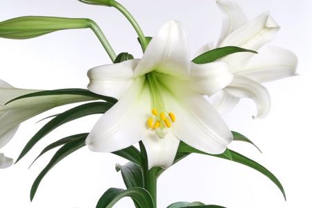 Easter lily in bud and bloom, isolated over white.の写真素材